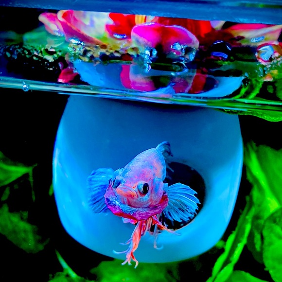 Betta Fish hideout - Picture 4 of 10